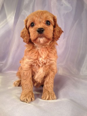 Female Cockapoo Puppy for sale #22 DOB February 26th, 2013|We are easy to find if your coming from Illinois or Wisconsin.